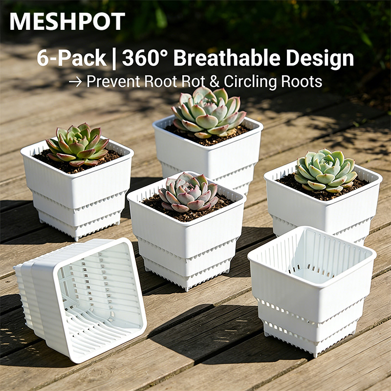 MESHPOT Набор из 6 квадратных  – обзор и цена Echeveria Succulent