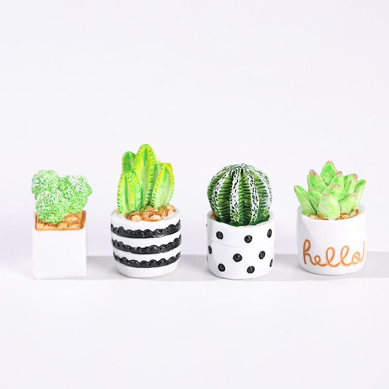 Набор из 4-х миниатюрных сукку – обзор и цена Echeveria Succulent
